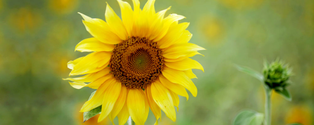 医療法人 至誠会 介護老人保健施設 ひまわりの介護職/ヘルパー 介護老人保健施設 契約社員の求人情報イメージ2